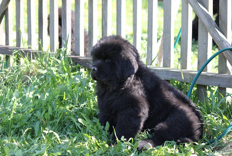 Фото: ньюфаундленд Terra Viktoriya Bulava Bogatyirya (Терра Виктория Булава Богатыря)