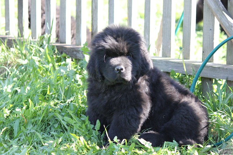Фото: ньюфаундленд Terra Viktoriya Bulava Bogatyirya (Терра Виктория Булава Богатыря)