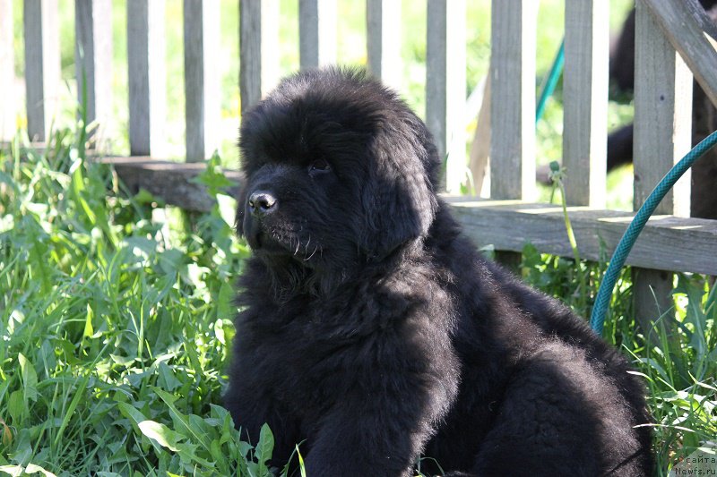 Фото: ньюфаундленд Terra Viktoriya Bulava Bogatyirya (Терра Виктория Булава Богатыря)