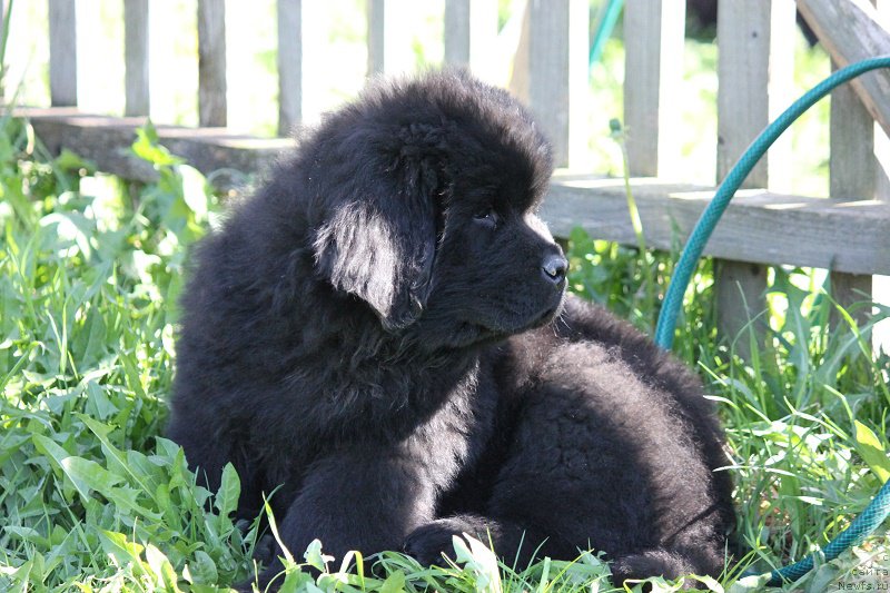 Фото: ньюфаундленд Terra Viktoriya Bulava Bogatyirya (Терра Виктория Булава Богатыря)