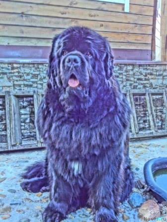 Фото: ньюфаундленд Radomir iz Plemeni Kedra (Радомир из Племени Кедра)