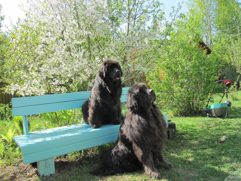 Фото: ньюфаундленд Melty Wave Marine Tifeya (Мелти Вейв Марин Тифея), ньюфаундленд Dyurbahler Klab Al'faretta Vin'etta (Дюрбахлер Клаб Альфаретта Виньетта)