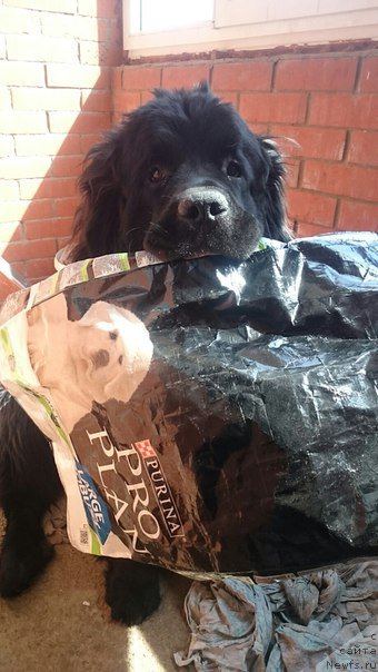 Фото: ньюфаундленд Belkonder-Club Big Purple (Белкондер-Клаб Биг Перпл)