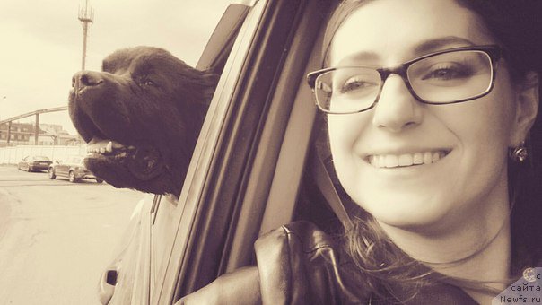 Фото: ньюфаундленд Belkonder-Club Big Purple (Белкондер-Клаб Биг Перпл)