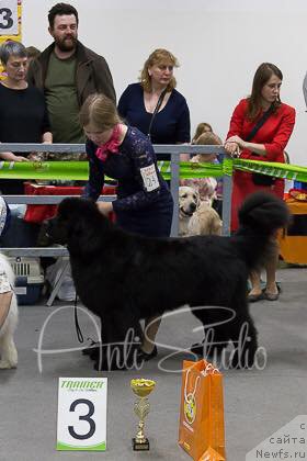 Фото: ньюфаундленд Don s Berega Dona (Дон с Берега Дона)