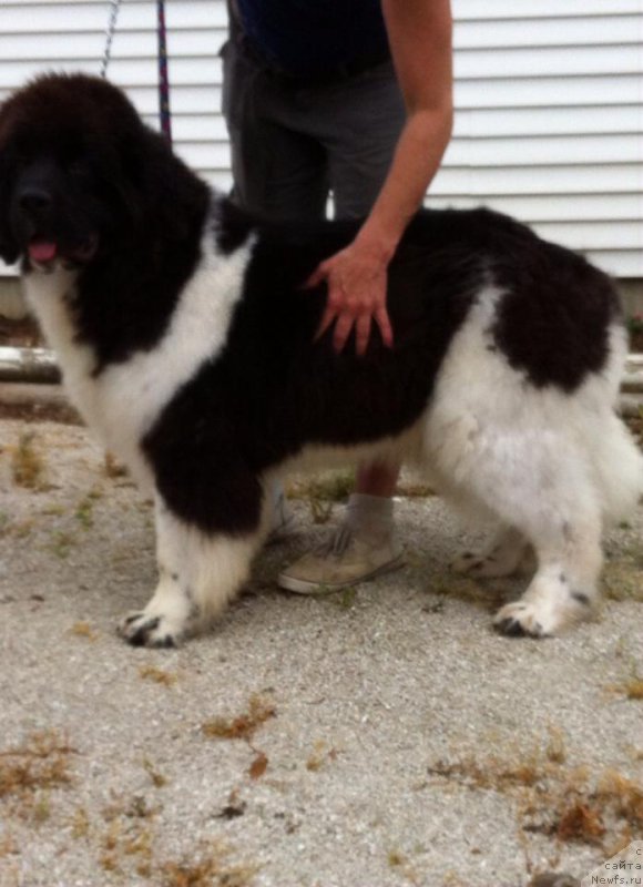 Фото: ньюфаундленд Flyufi Avalanch Zakariya (Флюфи Аваланч Закария)