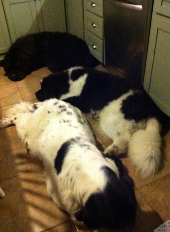 Фотография № 207548