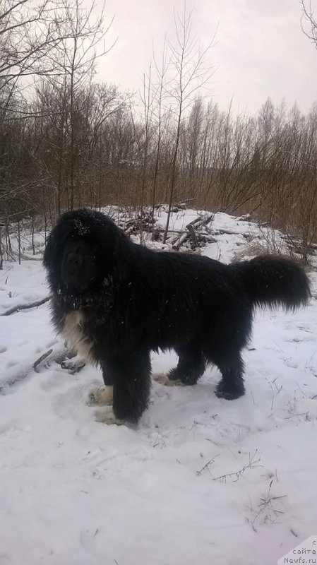 Фотография № 207549