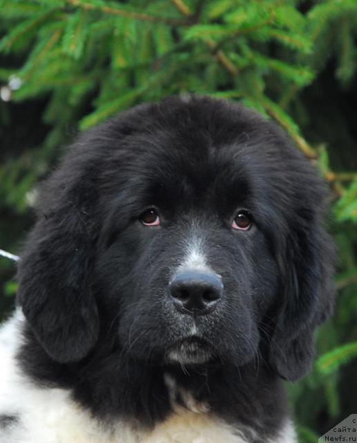 Фото: ньюфаундленд Deshabillez Moi de L'Iliade et L'Odyssee, YUliya YAstrebova (Юлия Ястребова)