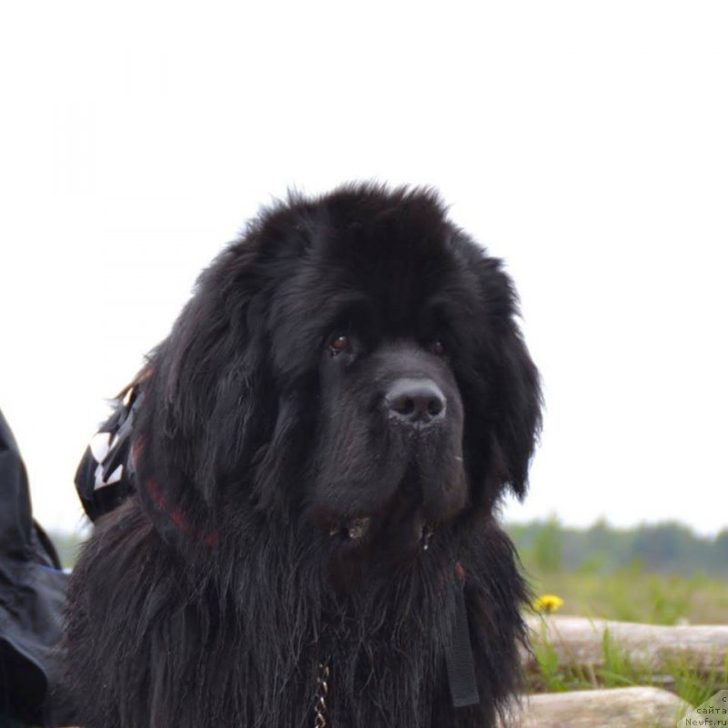 Фотография № 207550