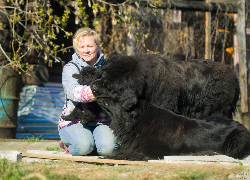Фото: ньюфаундленд N'yufort Taym's Gold Aleksa (Ньюфорт Тайм'с Голд Алекса)