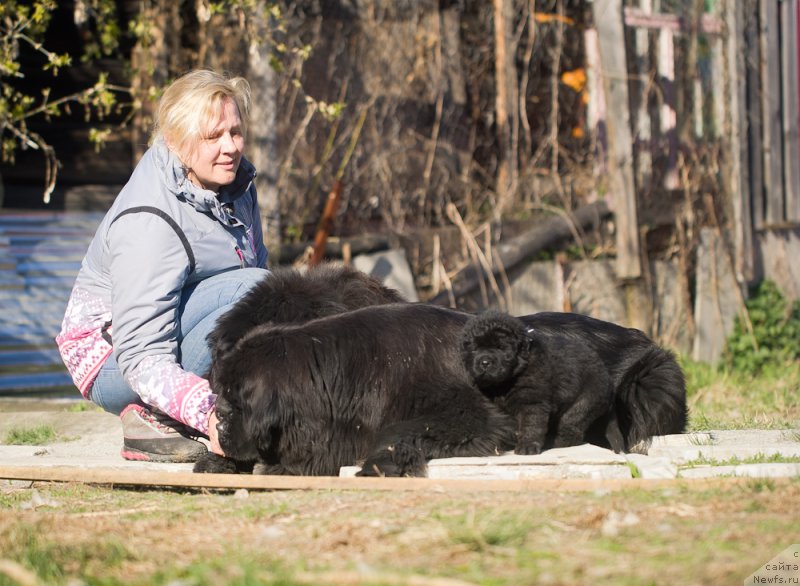 Фото: ньюфаундленд N'yufort Taym's Gold Aleksa (Ньюфорт Тайм'с Голд Алекса), ньюфаундленд N'yufort Lapochka Dochka (Ньюфорт Лапочка Дочка)