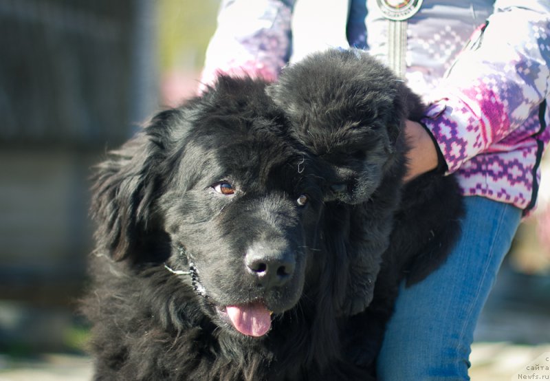 Фотография № 207557