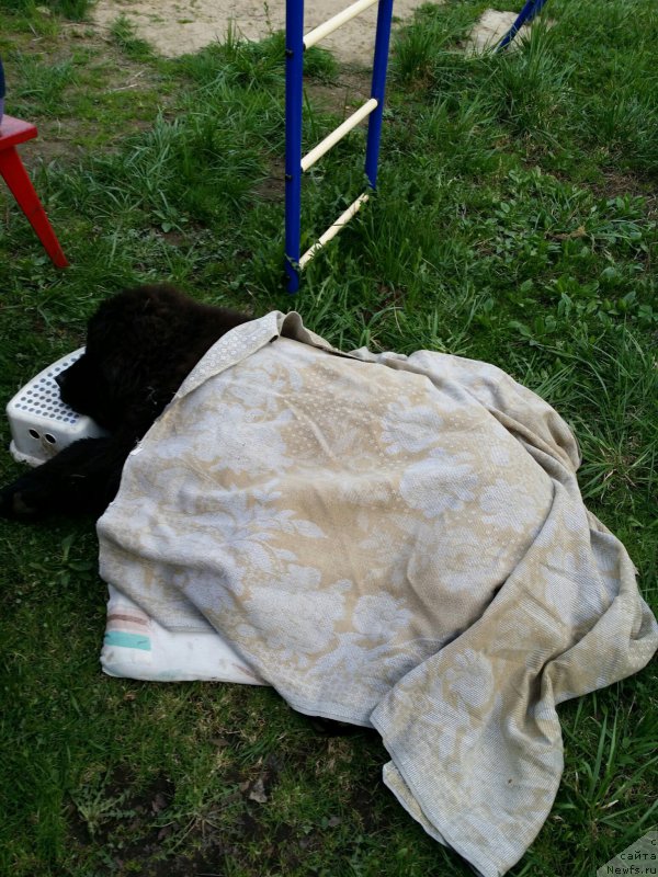 Фото: ньюфаундленд Smigar Blondy Marilyn (Смигар Блонди Мэрилин)