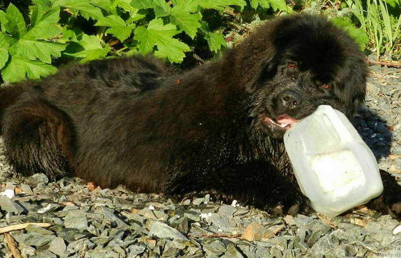 Фото: ньюфаундленд Chernaya Mafia Аngel Among Us (Черная Мафия Ангел Амонг Ус)