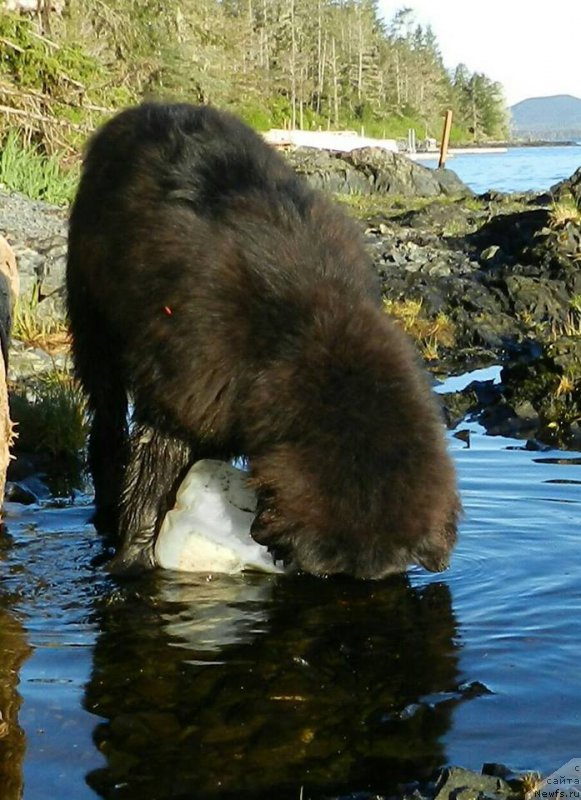 Фото: ньюфаундленд Chernaya Mafia Аngel Among Us (Черная Мафия Ангел Амонг Ус)