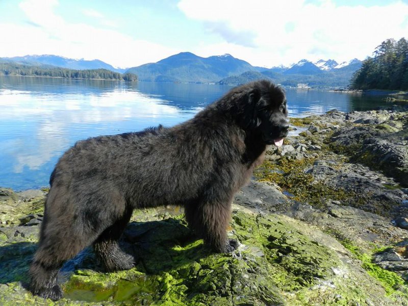 Фото: ньюфаундленд Chernaya Mafia Аngel Among Us (Черная Мафия Ангел Амонг Ус)