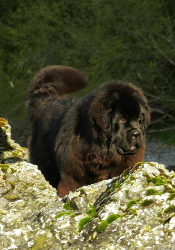 Фото: ньюфаундленд Chernaya Mafia Аngel Among Us (Черная Мафия Ангел Амонг Ус)