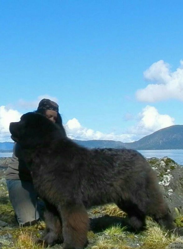 Фото: ньюфаундленд Chernaya Mafia Аngel Among Us (Черная Мафия Ангел Амонг Ус)