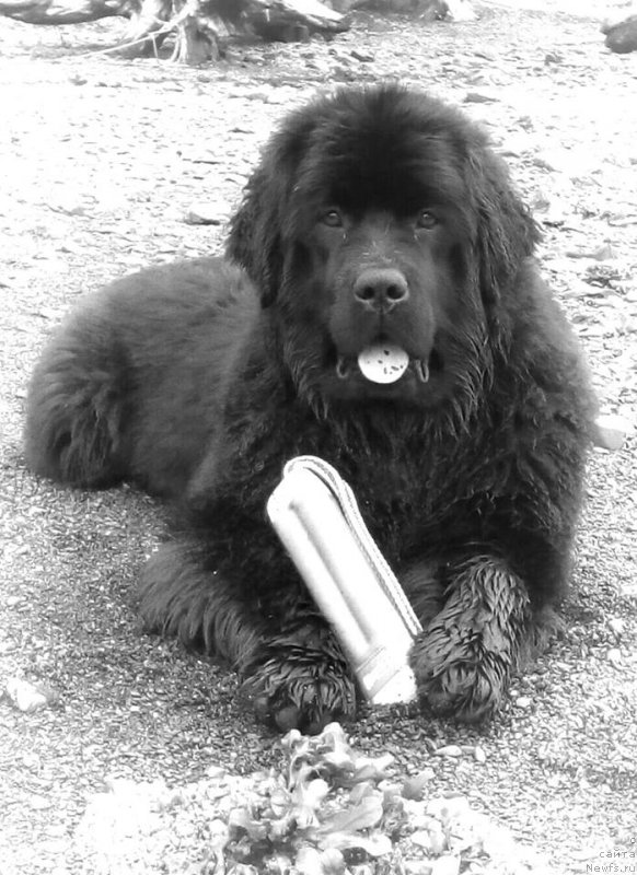 Фото: ньюфаундленд Chernaya Mafia Аngel Among Us (Черная Мафия Ангел Амонг Ус)