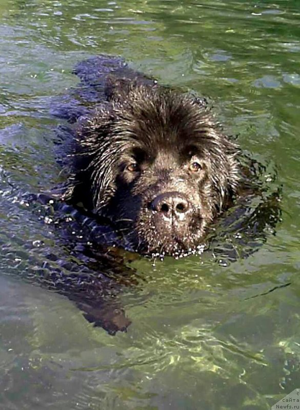 Фото: ньюфаундленд Chernaya Mafia Аngel Among Us (Черная Мафия Ангел Амонг Ус)