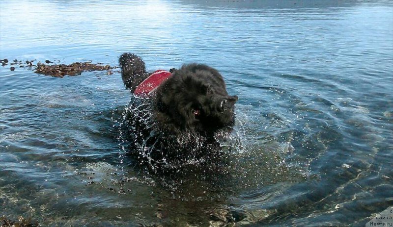 Фото: ньюфаундленд Chernaya Mafia Аngel Among Us (Черная Мафия Ангел Амонг Ус)