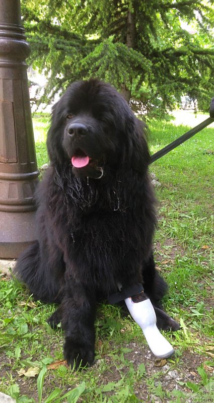 Фото: ньюфаундленд Brownblood MSK Harita Havva (Браунблад МСК Харита Хавва)