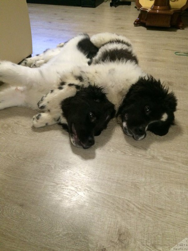 Фото: ньюфаундленд Bendjamin ot Karel'skih Medvedey (Бенджамин от Карельских Медведей)