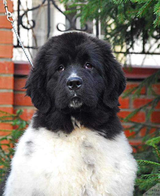 Фото: ньюфаундленд Deshabillez Moi de L'Iliade et L'Odyssee