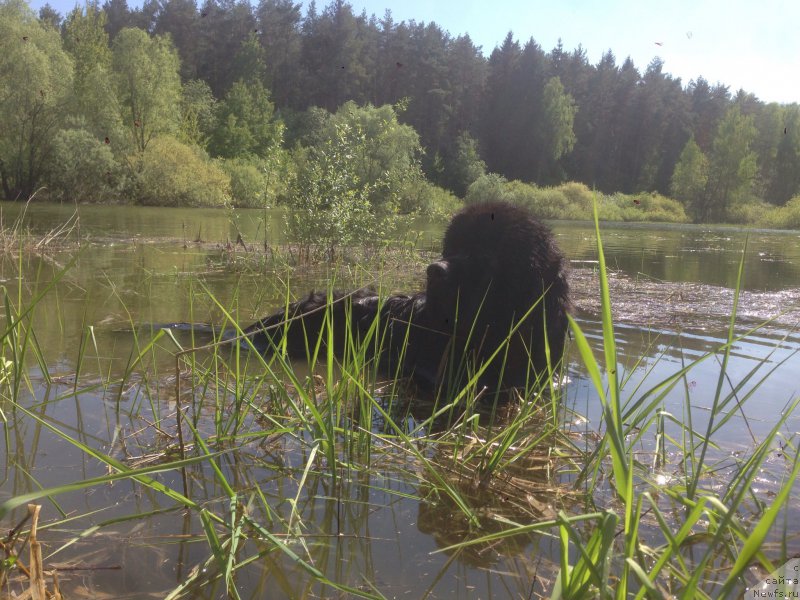 Фото: ньюфаундленд Ih Visochestvo Bishop Karl (Их Высочество Бишоп Карл)