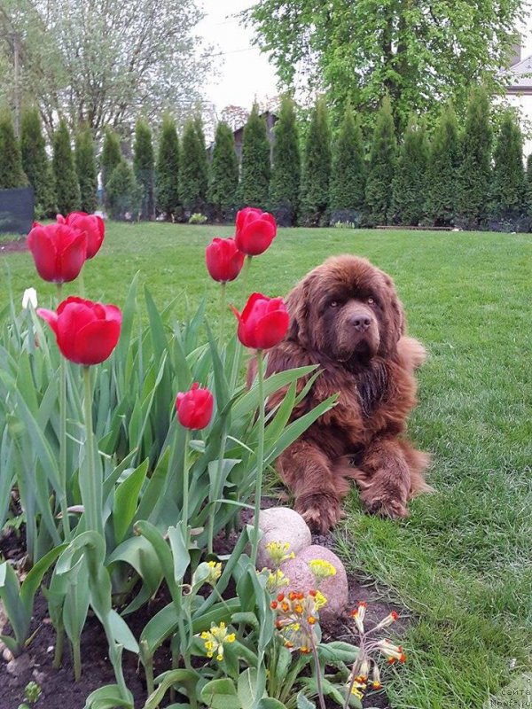 Фото: ньюфаундленд Brownblood MSK Hayes Hago (Браунблад МСК Хаиес Хаго)
