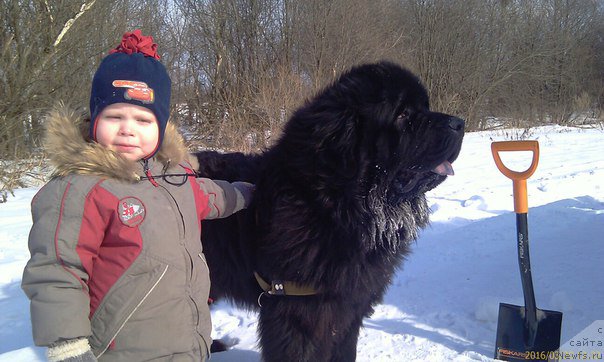 Фото: ньюфаундленд Blek Genius Brilliant (Блек Гениус Бриллиант)