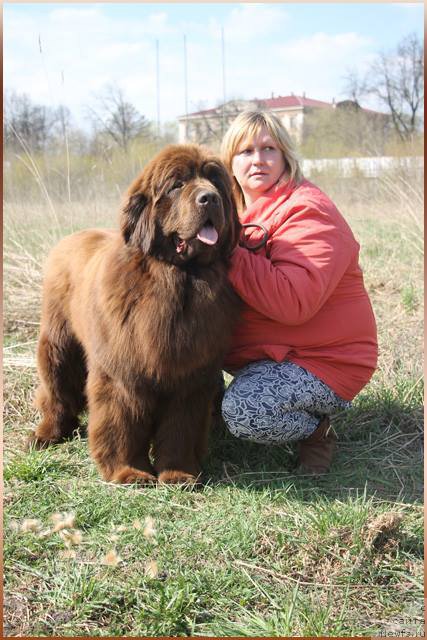 Фото: ньюфаундленд Vashe Blagorodie s Berega Dona (Ваше Благородие с Берега Дона)