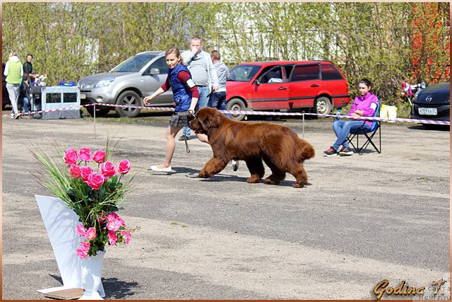 Фото: ньюфаундленд Vashe Blagorodie s Berega Dona (Ваше Благородие с Берега Дона)