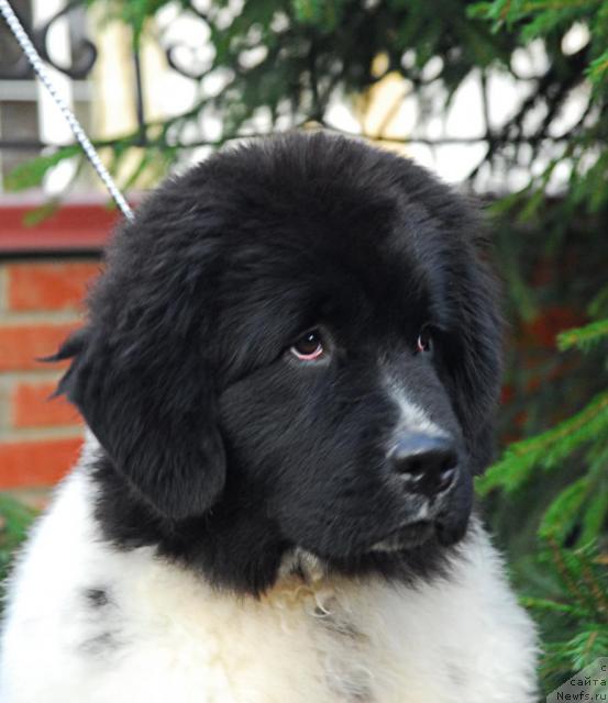 Фото: ньюфаундленд Deshabillez Moi de L'Iliade et L'Odyssee