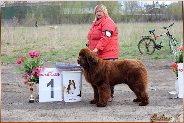 Фото: ньюфаундленд Vashe Blagorodie s Berega Dona (Ваше Благородие с Берега Дона)