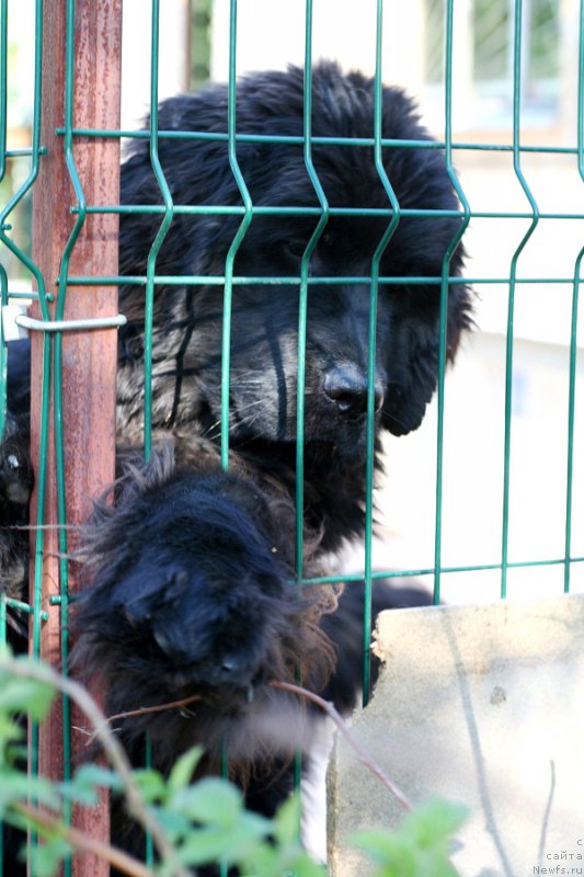 Фото: ньюфаундленд Chernaya Mafia Аll Rights Reserved (Черная Мафия Алл Ригхтс Ресервед)