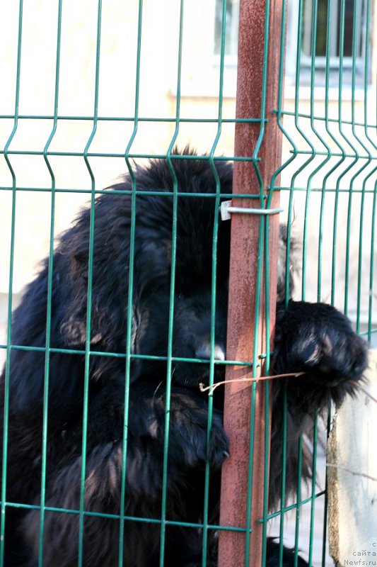 Фото: ньюфаундленд Chernaya Mafia Аll Rights Reserved (Черная Мафия Алл Ригхтс Ресервед)