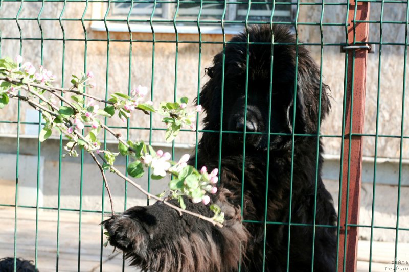 Фото: ньюфаундленд Chernaya Mafia Аll Rights Reserved (Черная Мафия Алл Ригхтс Ресервед)
