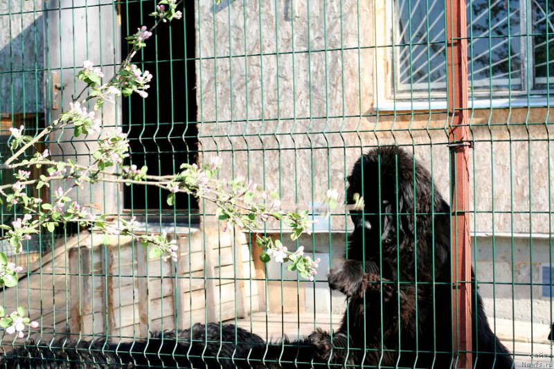 Фото: ньюфаундленд Chernaya Mafia Аll Rights Reserved (Черная Мафия Алл Ригхтс Ресервед)