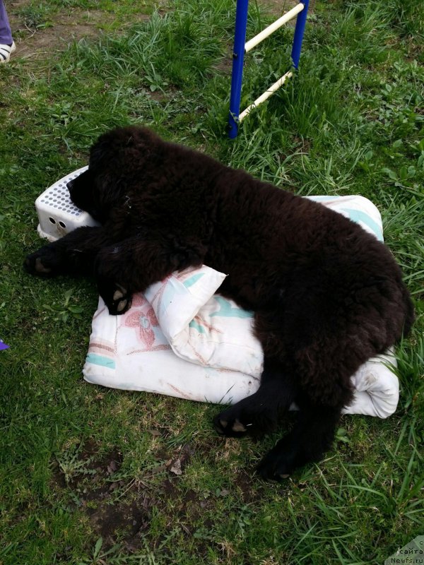 Фото: ньюфаундленд Smigar Blondy Marilyn (Смигар Блонди Мэрилин)