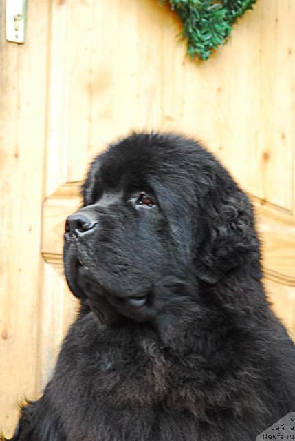 Фото: ньюфаундленд Kloofbears My Dream for Sent Djons