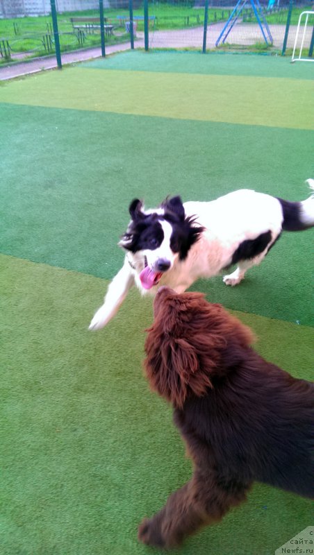 Фото: ньюфаундленд Funnewf Akvilon (Фанньюф Аквилон), Ричи