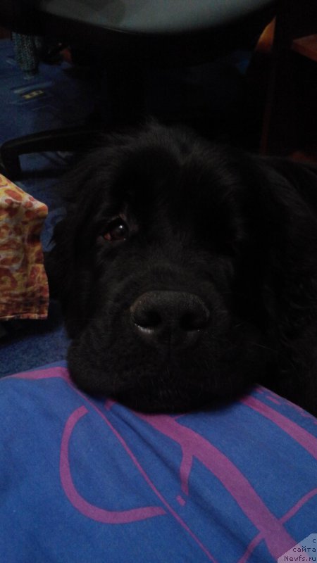 Фото: ньюфаундленд Belkonder-Club Jamaica Blue Mountin (Белкондер-Клаб Ямайка Блю Маунтин)