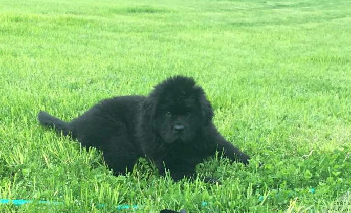 Фото: ньюфаундленд Waterton-Lakes Bear National Treasure (Уотертон-Лейкс Беар Нейшнл Треже)