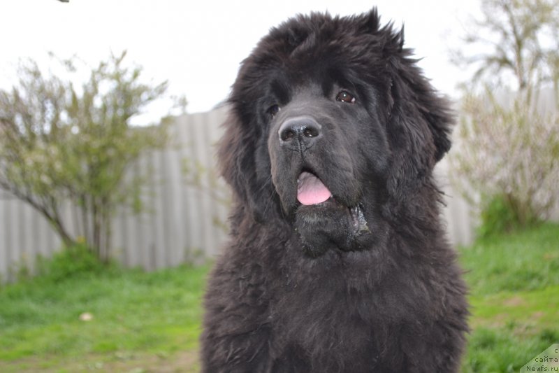 Фото: ньюфаундленд Talisman Morya La-Valetta (Талисман Моря Ла-Валетта)