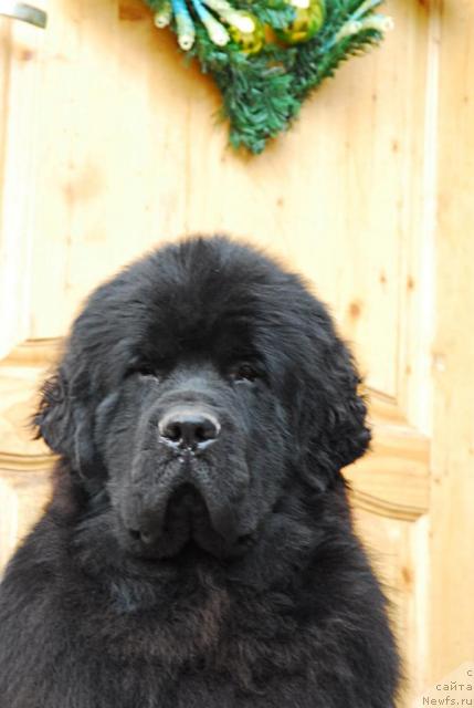 Фото: ньюфаундленд Kloofbears My Dream for Sent Djons