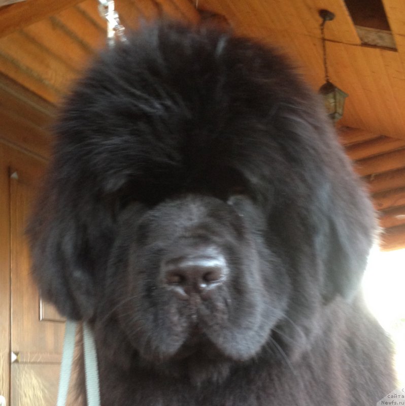 Фото: ньюфаундленд Raymond Best in Show