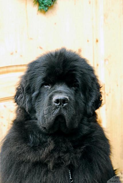 Фото: ньюфаундленд Kloofbears My Dream for Sent Djons