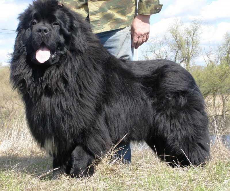 Фото: ньюфаундленд Jofrey of Mister Newf (Jofrey of Mister Newf)